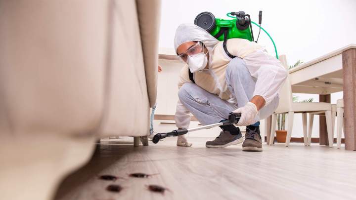 Spécialiste en désinsectisation à Ancenis