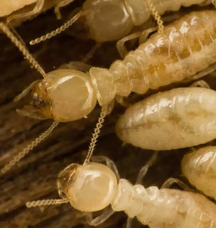 Spécialiste en élimination d'insectes à Ancenis