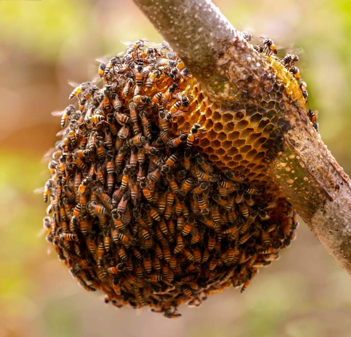 Destruction de nids d'insectes Ancenis