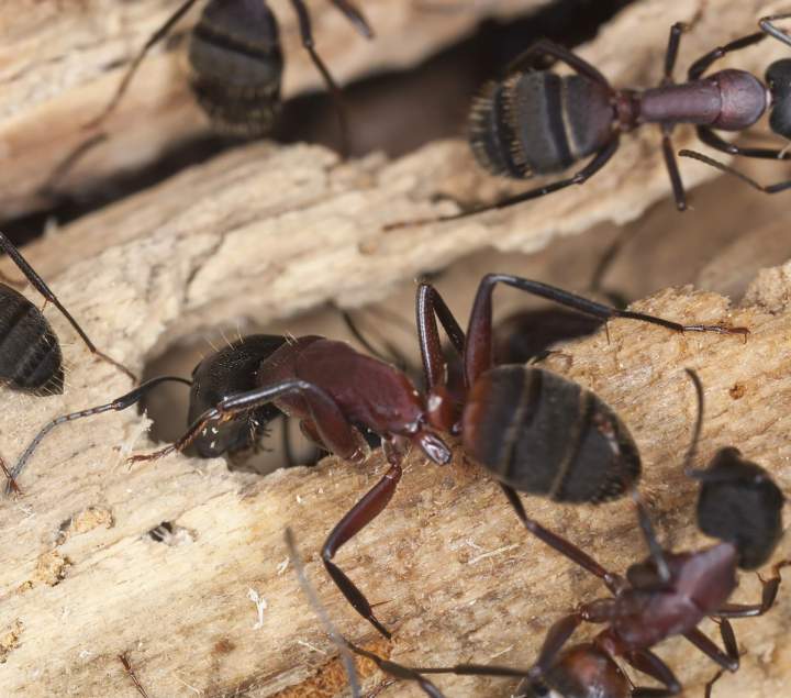Désinsectisation à Ancenis