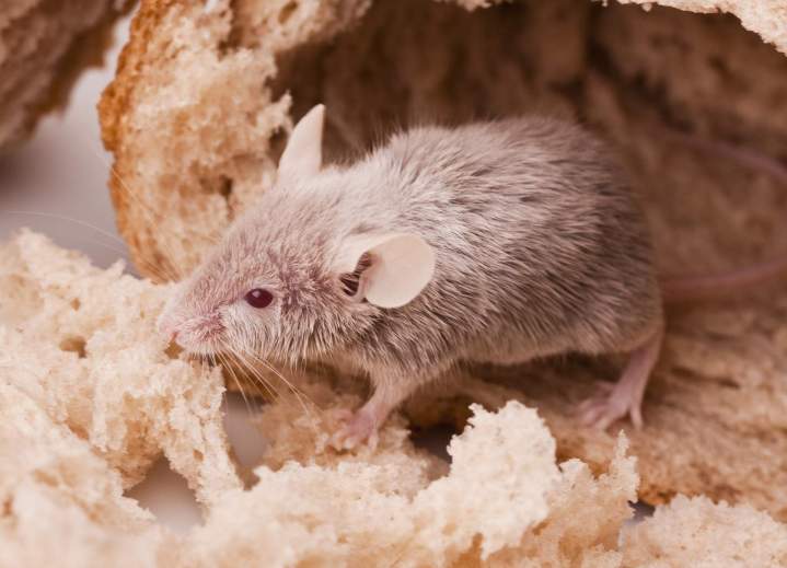 Dératisation à Ancenis